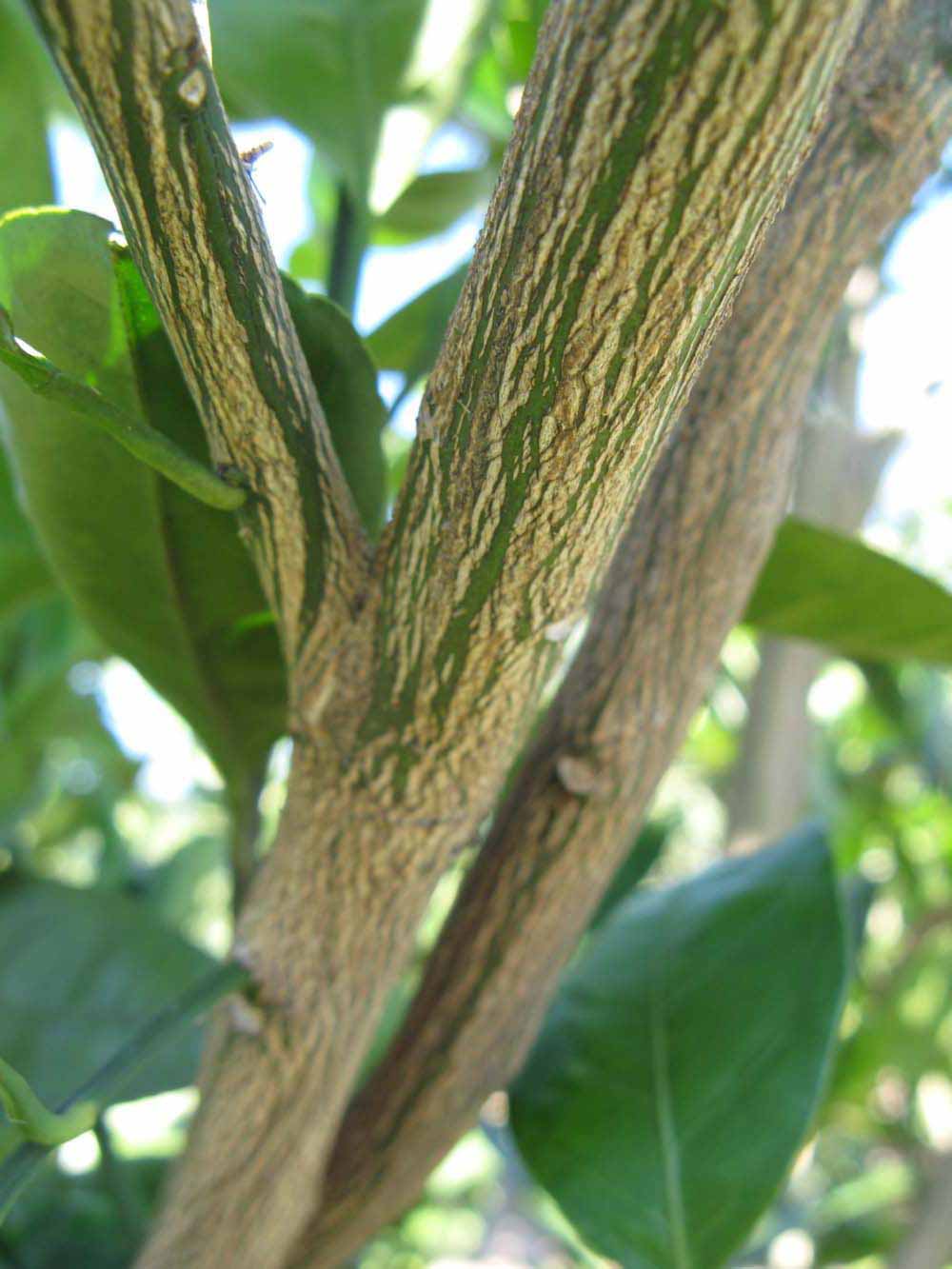              Second - third year twig (Winter Haven,   FL)       